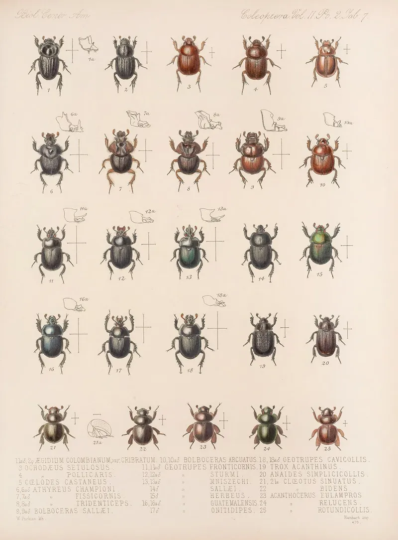 Insecta Coleoptera Pl 007 Wall Art by Frederick DuCane Godman - High-Resolution Digital Print