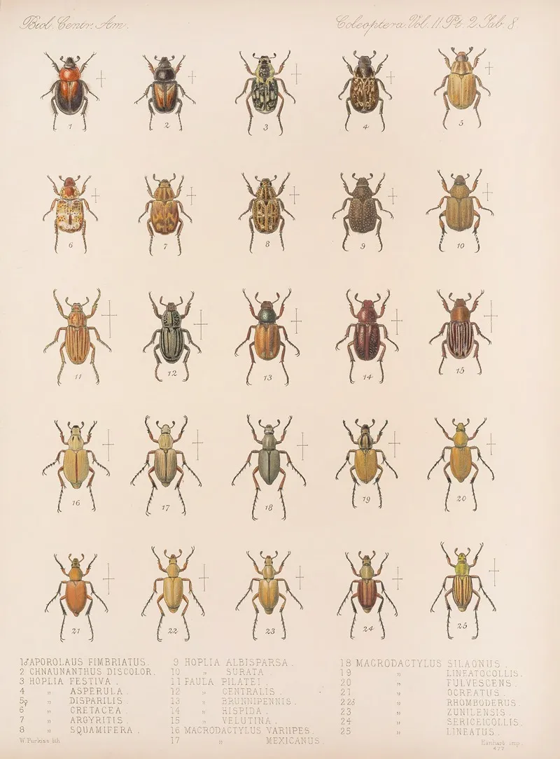 Insecta Coleoptera Pl 008 Wall Art by Frederick DuCane Godman - High-Resolution Digital Print