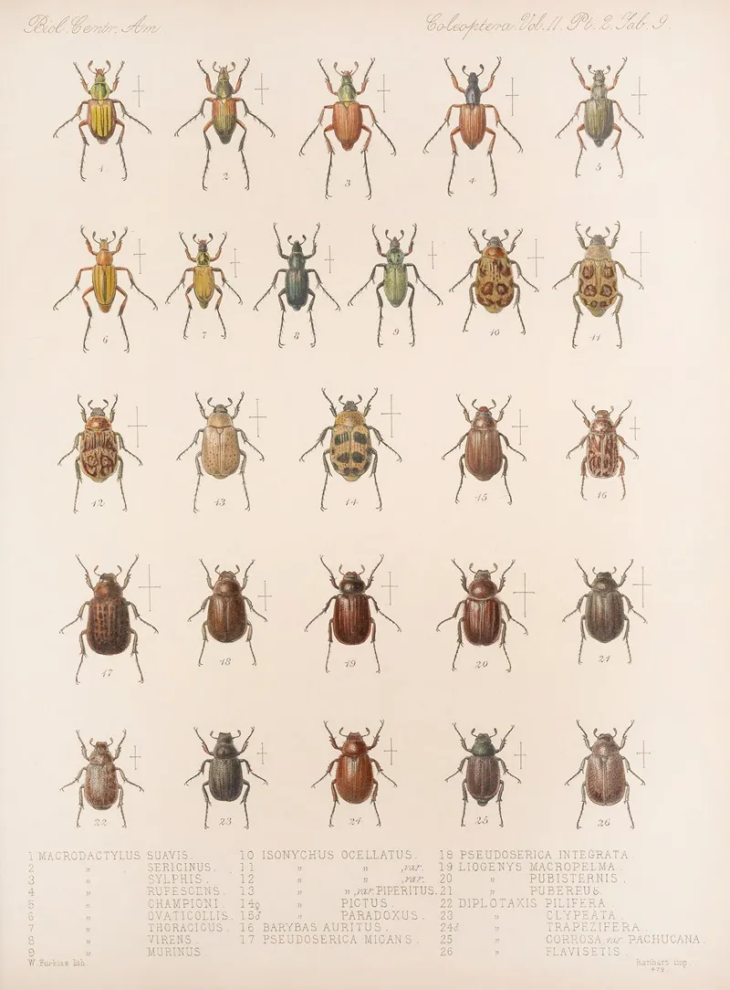 Insecta Coleoptera Pl 009 Wall Art by Frederick DuCane Godman - High-Resolution Digital Print
