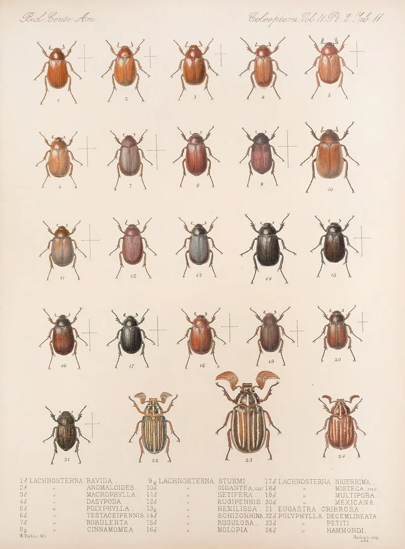 Insecta Coleoptera Pl 011 Wall Art by Frederick DuCane Godman - High-Resolution Digital Print