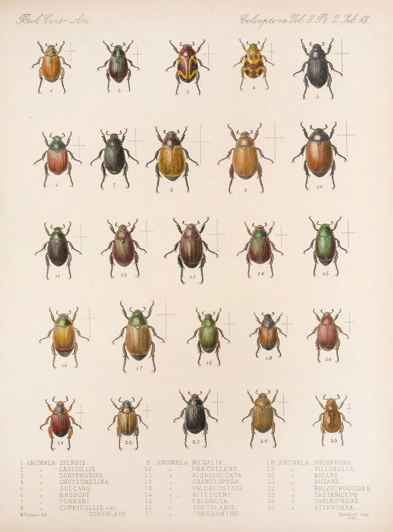 Insecta Coleoptera Pl 013 Wall Art by Frederick DuCane Godman - High-Resolution Digital Print