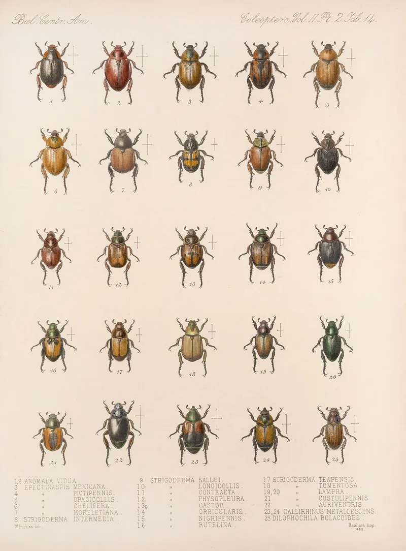 Insecta Coleoptera Pl 014 Wall Art by Frederick DuCane Godman - High-Resolution Digital Print