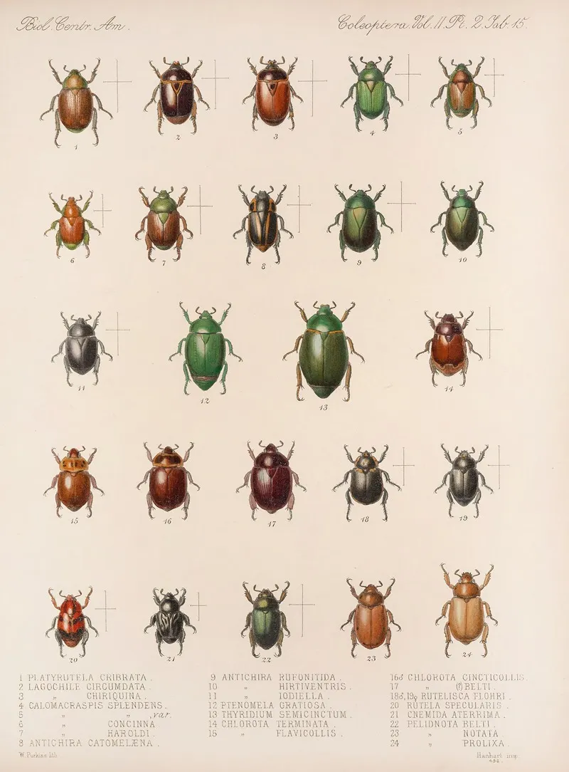 Insecta Coleoptera Pl 015 Wall Art by Frederick DuCane Godman - High-Resolution Digital Print