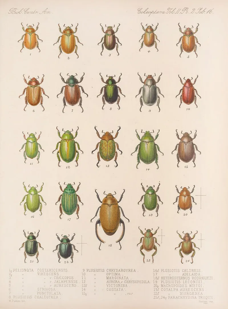 Insecta Coleoptera Pl 016 Wall Art by Frederick DuCane Godman - High-Resolution Digital Print