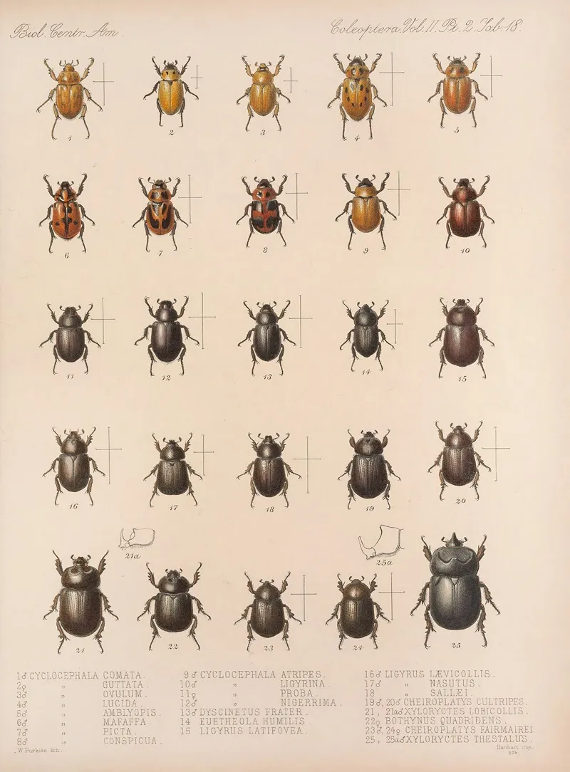 Insecta Coleoptera Pl 018 Wall Art by Frederick DuCane Godman - High-Resolution Digital Print