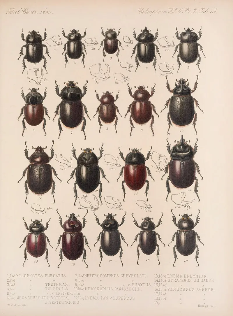 Insecta Coleoptera Pl 019 Wall Art by Frederick DuCane Godman - High-Resolution Digital Print