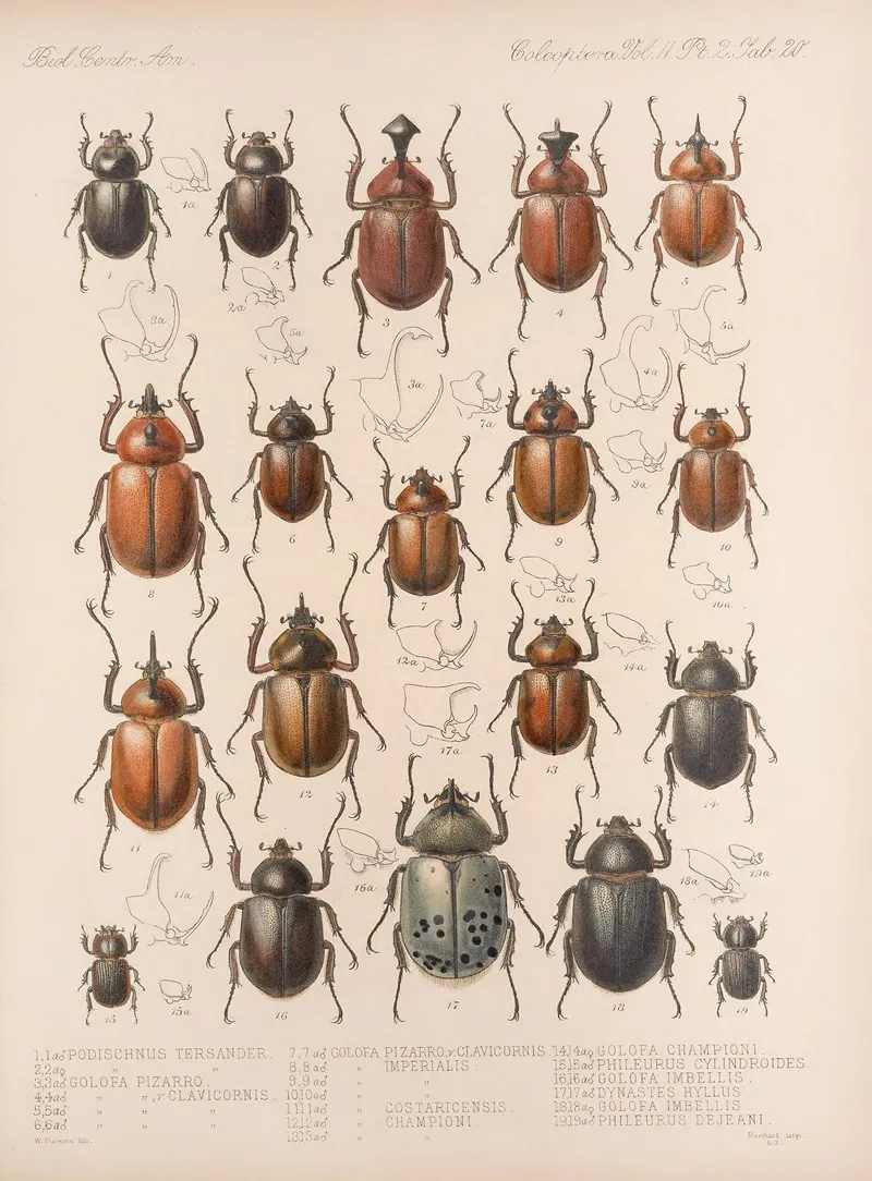 Insecta Coleoptera Pl 020 Wall Art by Frederick DuCane Godman - High-Resolution Digital Print