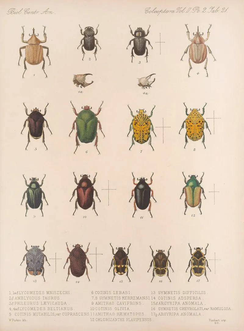 Insecta Coleoptera Pl 021 Wall Art by Frederick DuCane Godman - High-Resolution Digital Print