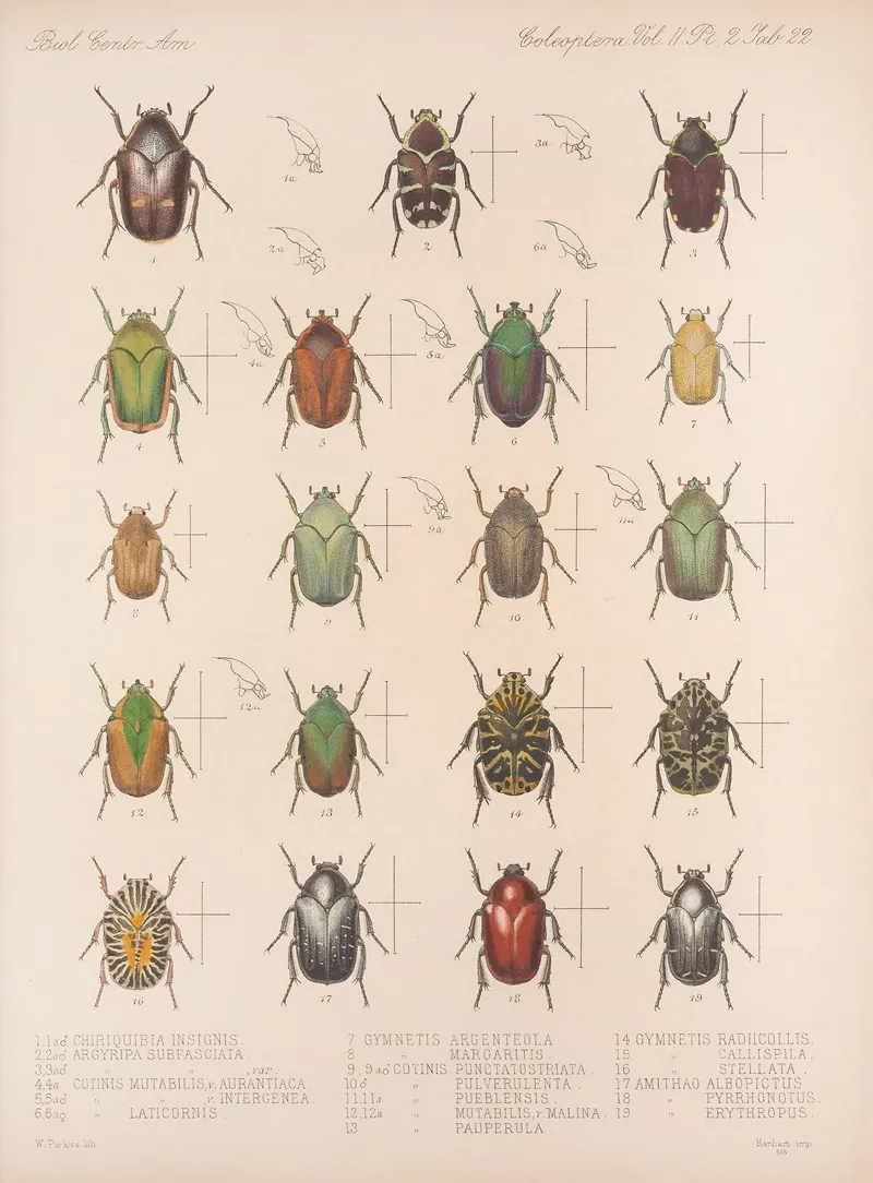 Insecta Coleoptera Pl 022 Wall Art by Frederick DuCane Godman - High-Resolution Digital Print