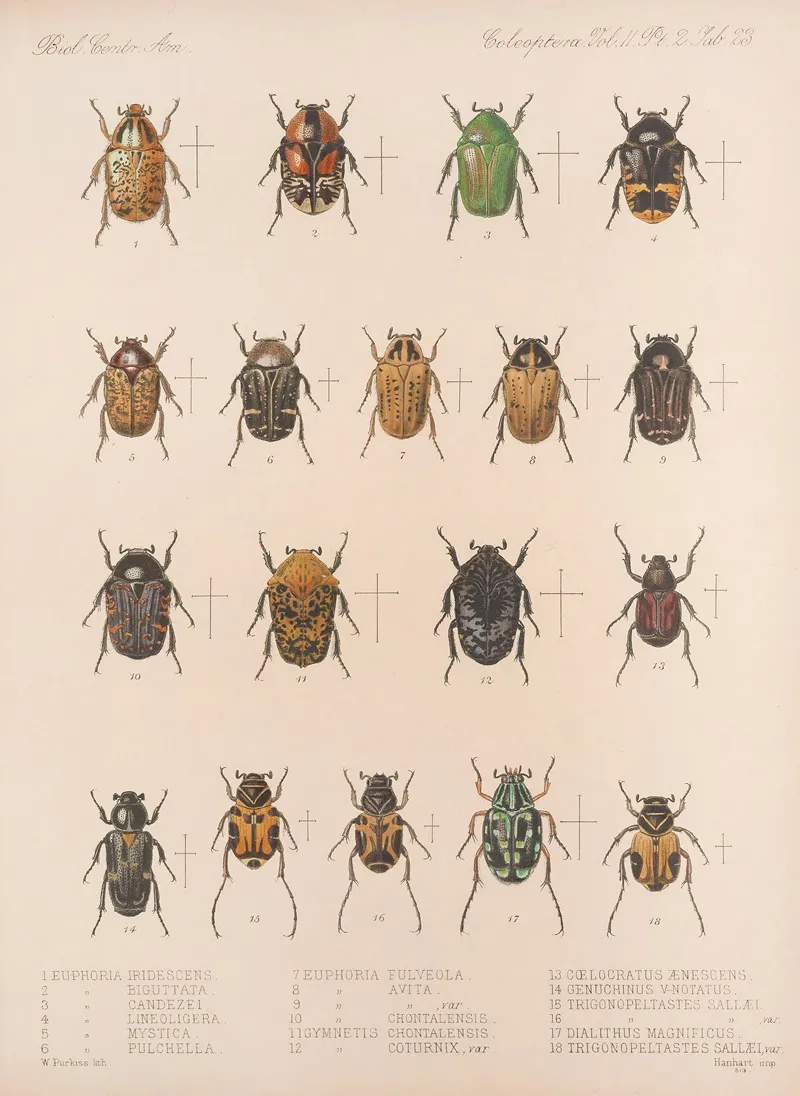 Insecta Coleoptera Pl 023 Wall Art by Frederick DuCane Godman - High-Resolution Digital Print