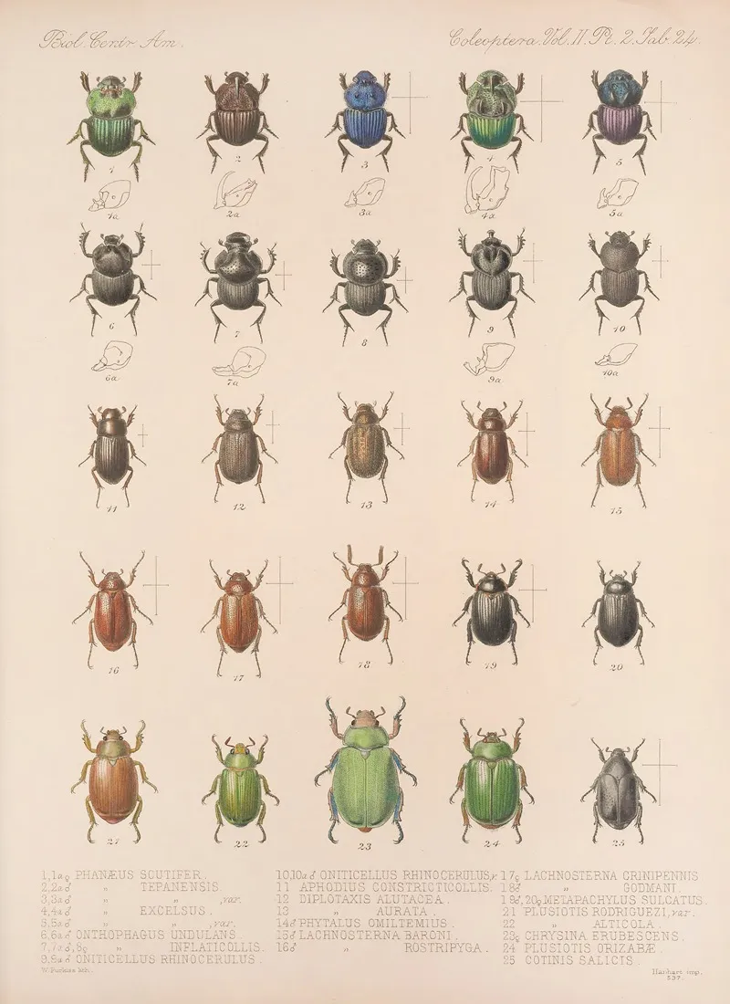 Insecta Coleoptera Pl 024 Wall Art by Frederick DuCane Godman - High-Resolution Digital Print