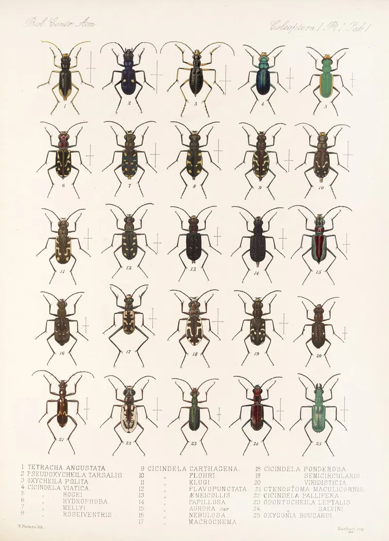 Insecta Coleoptera Pl 025 Wall Art by Frederick DuCane Godman - High-Resolution Digital Print