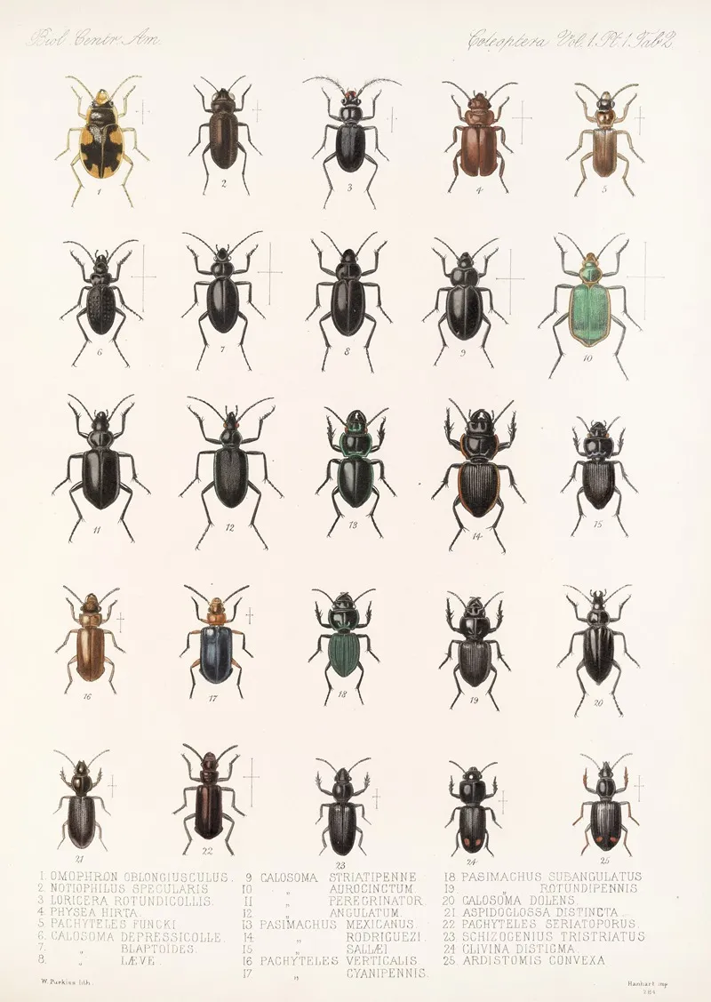 Insecta Coleoptera Pl 026 Wall Art by Frederick DuCane Godman - High-Resolution Digital Print