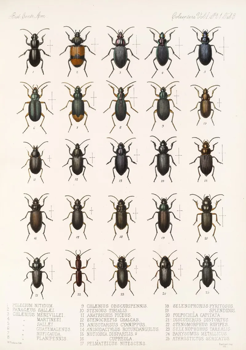 Insecta Coleoptera Pl 027 Wall Art by Frederick DuCane Godman - High-Resolution Digital Print