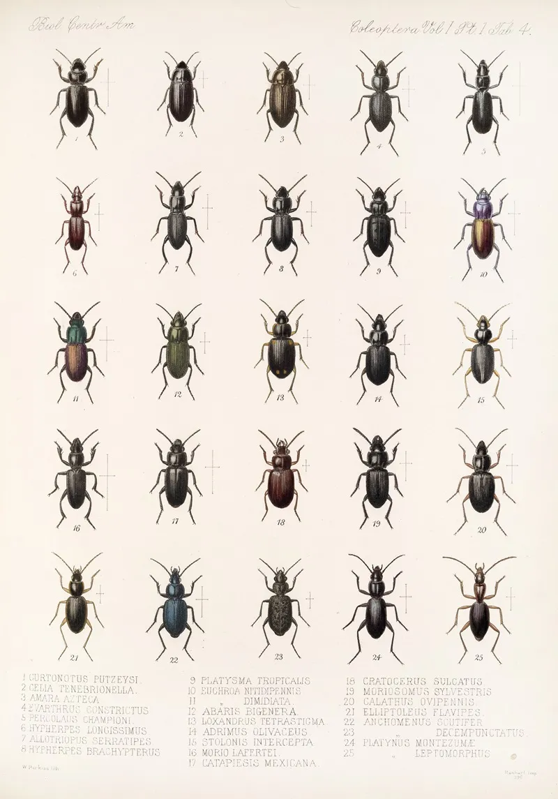 Insecta Coleoptera Pl 028 Wall Art by Frederick DuCane Godman - High-Resolution Digital Print