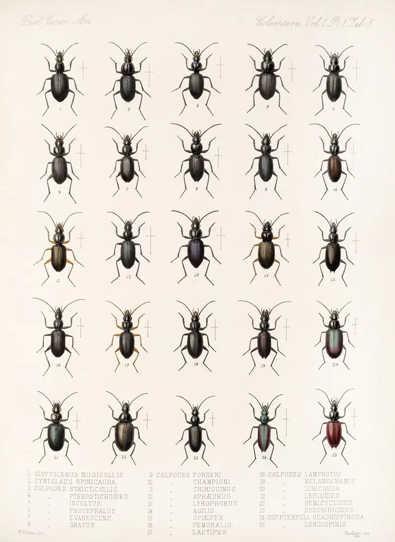 Insecta Coleoptera Pl 029 Wall Art by Frederick DuCane Godman - High-Resolution Digital Print