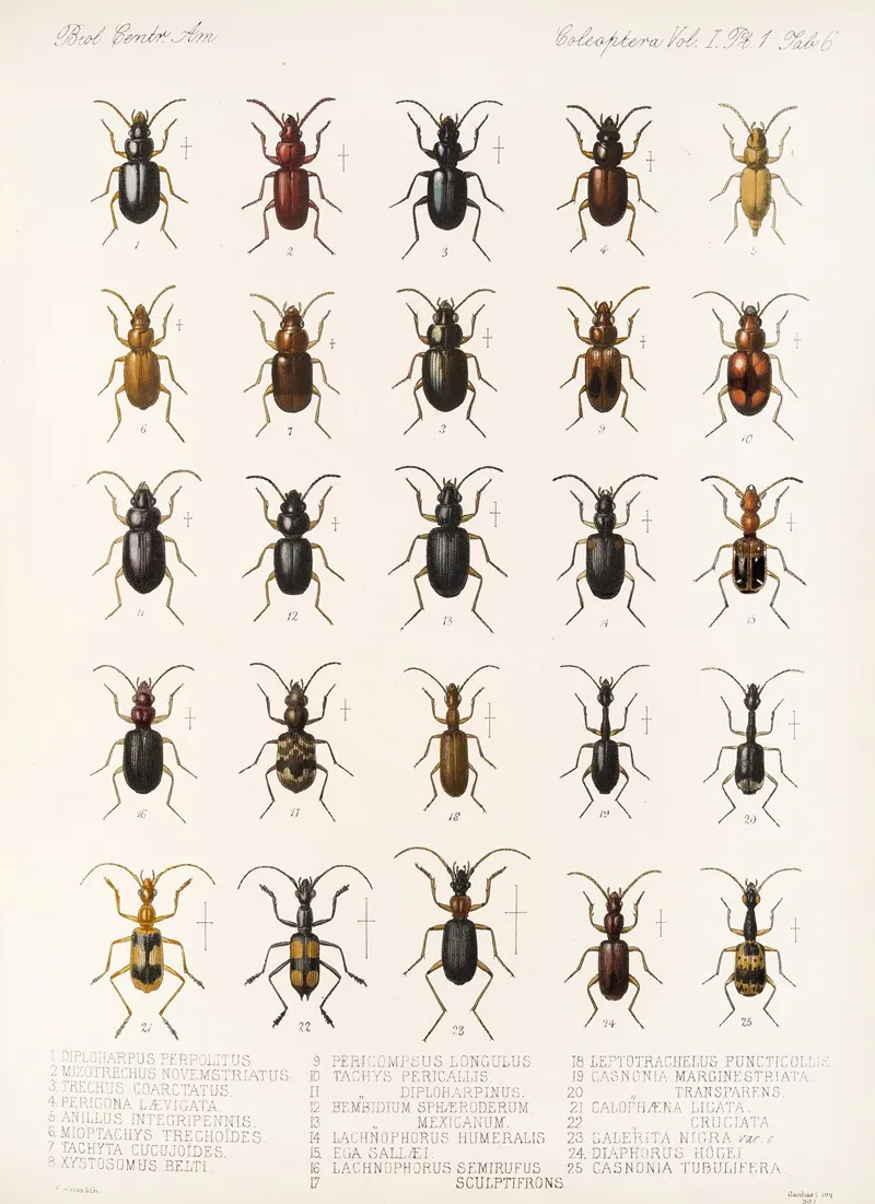 Insecta Coleoptera Pl 030 Wall Art by Frederick DuCane Godman - High-Resolution Digital Print