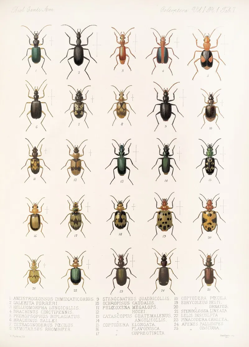 Insecta Coleoptera Pl 031 Wall Art by Frederick DuCane Godman - High-Resolution Digital Print