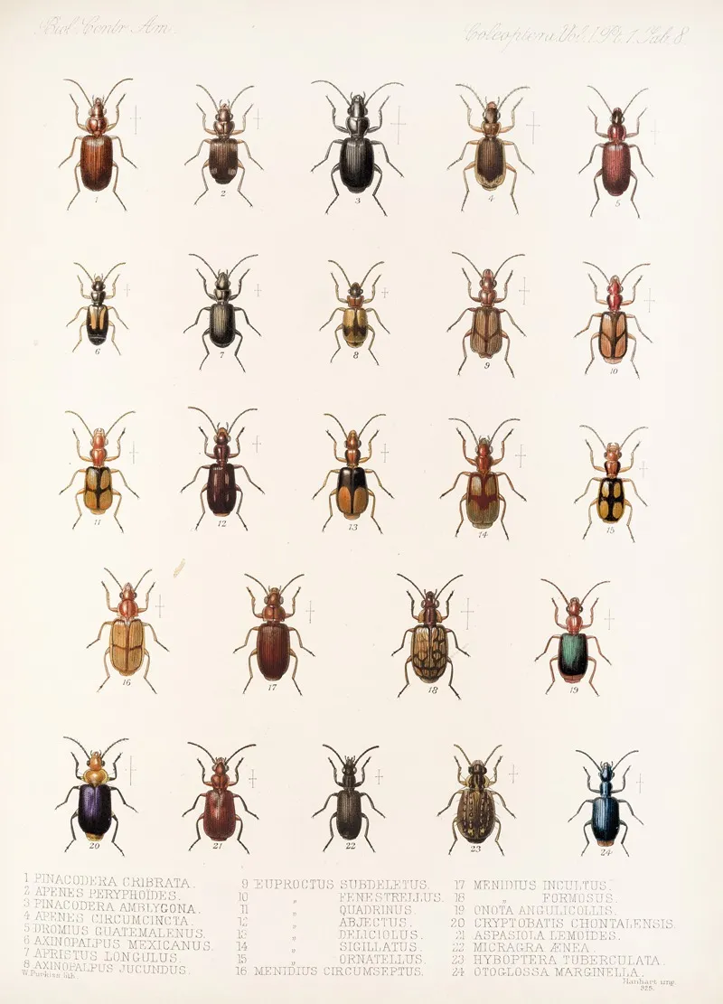 Insecta Coleoptera Pl 032 Wall Art by Frederick DuCane Godman - High-Resolution Digital Print