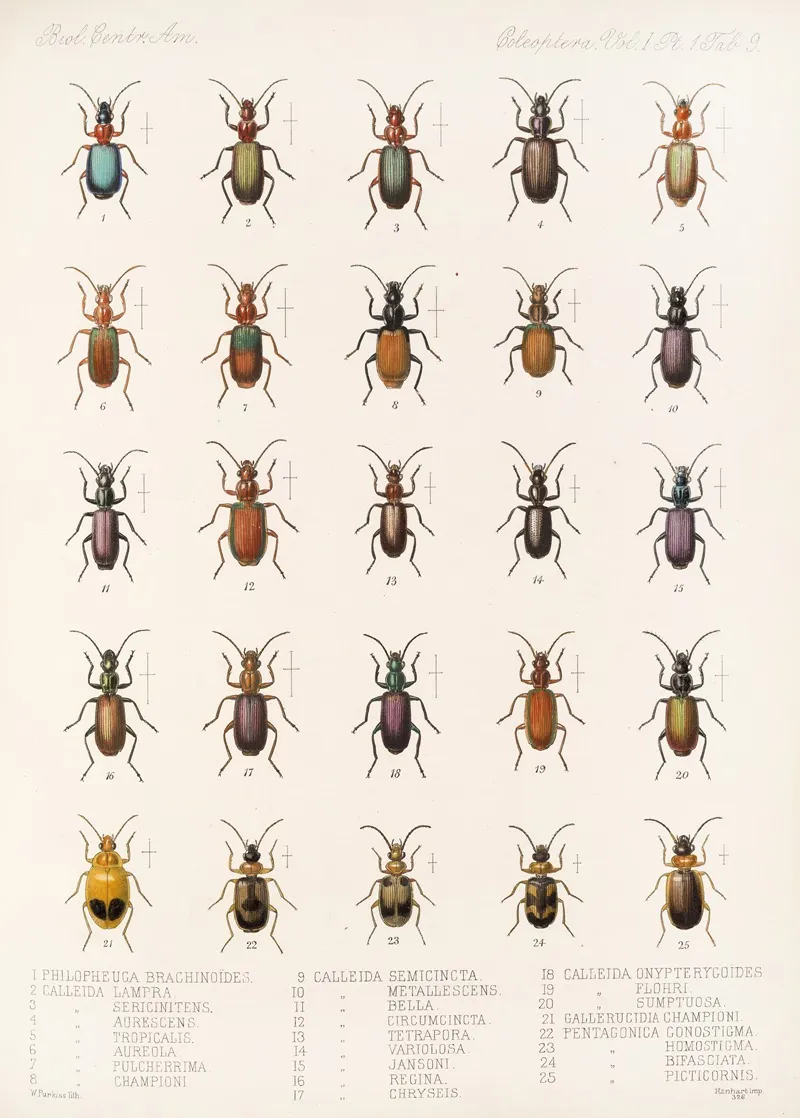 Insecta Coleoptera Pl 033 Wall Art by Frederick DuCane Godman - High-Resolution Digital Print