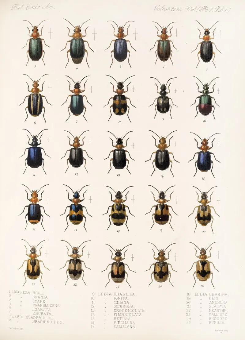 Insecta Coleoptera Pl 034 Wall Art by Frederick DuCane Godman - High-Resolution Digital Print