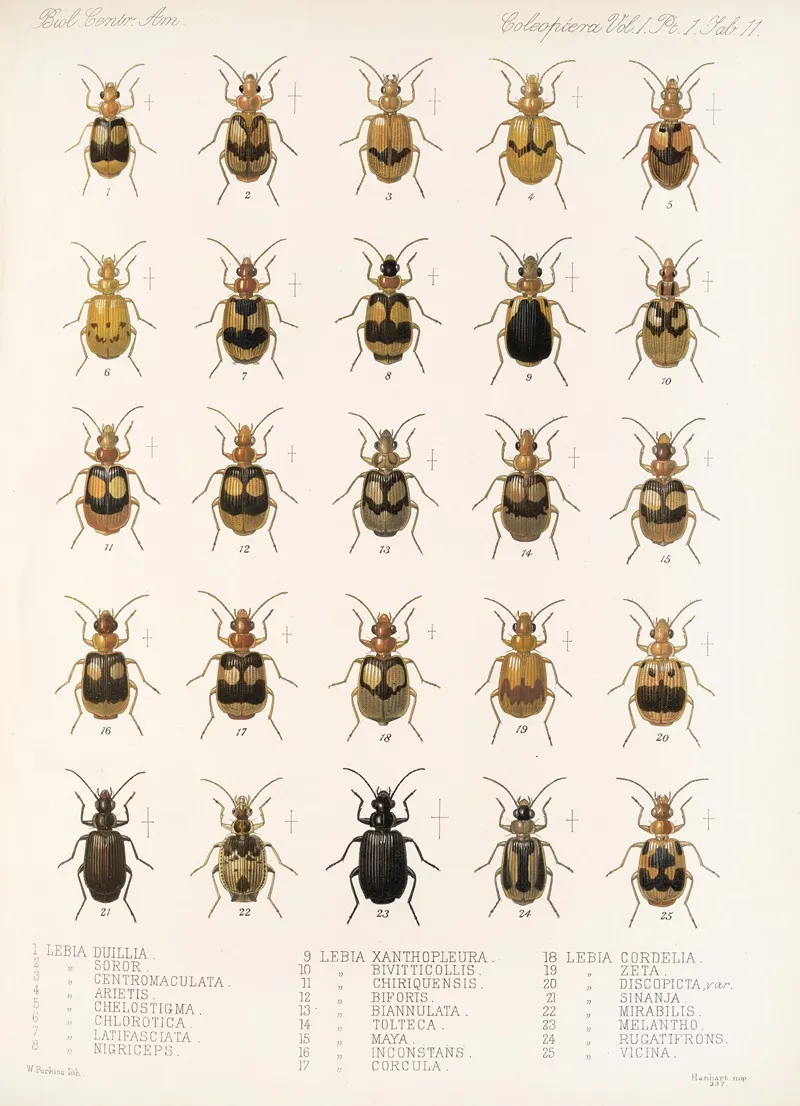Insecta Coleoptera Pl 035 Wall Art by Frederick DuCane Godman - High-Resolution Digital Print