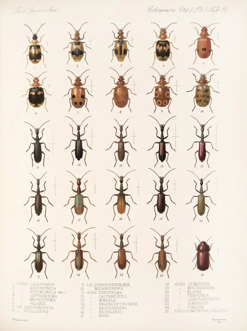 Insecta Coleoptera Pl 036 Wall Art by Frederick DuCane Godman - High-Resolution Digital Print