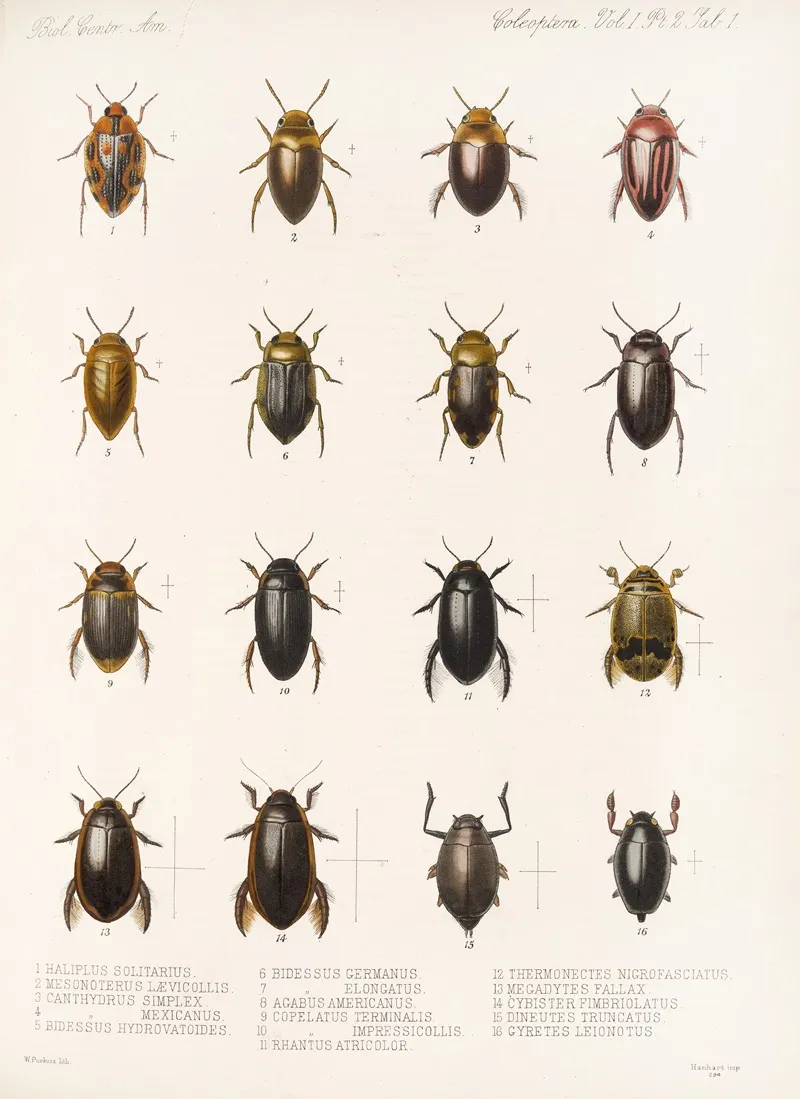 Insecta Coleoptera Pl 038 Wall Art by Frederick DuCane Godman - High-Resolution Digital Print