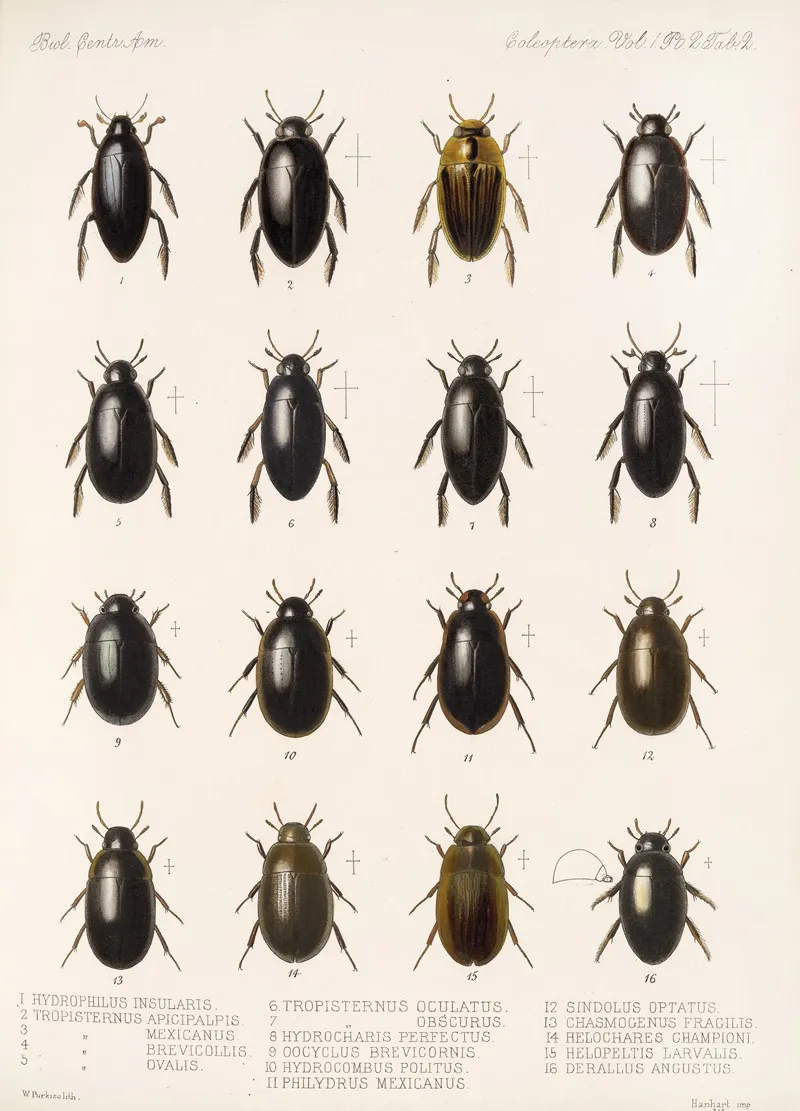 Insecta Coleoptera Pl 039 Wall Art by Frederick DuCane Godman - High-Resolution Digital Print