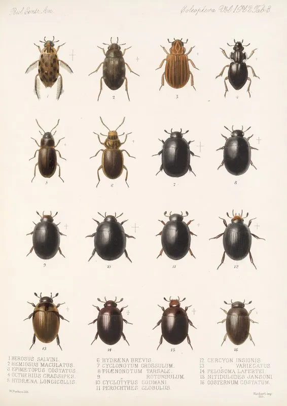 Insecta Coleoptera Pl 040 Wall Art by Frederick DuCane Godman - High-Resolution Digital Print