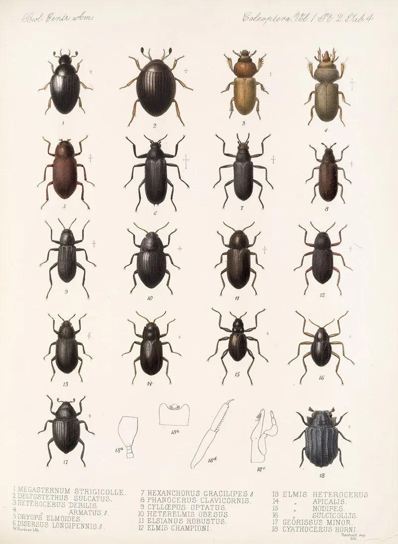 Insecta Coleoptera Pl 041 Wall Art by Frederick DuCane Godman - High-Resolution Digital Print