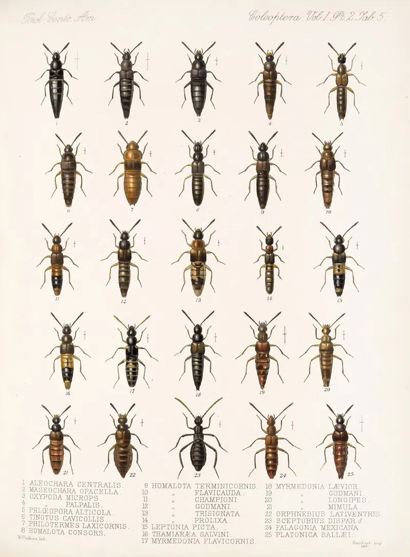 Insecta Coleoptera Pl 042 Wall Art by Frederick DuCane Godman - High-Resolution Digital Print