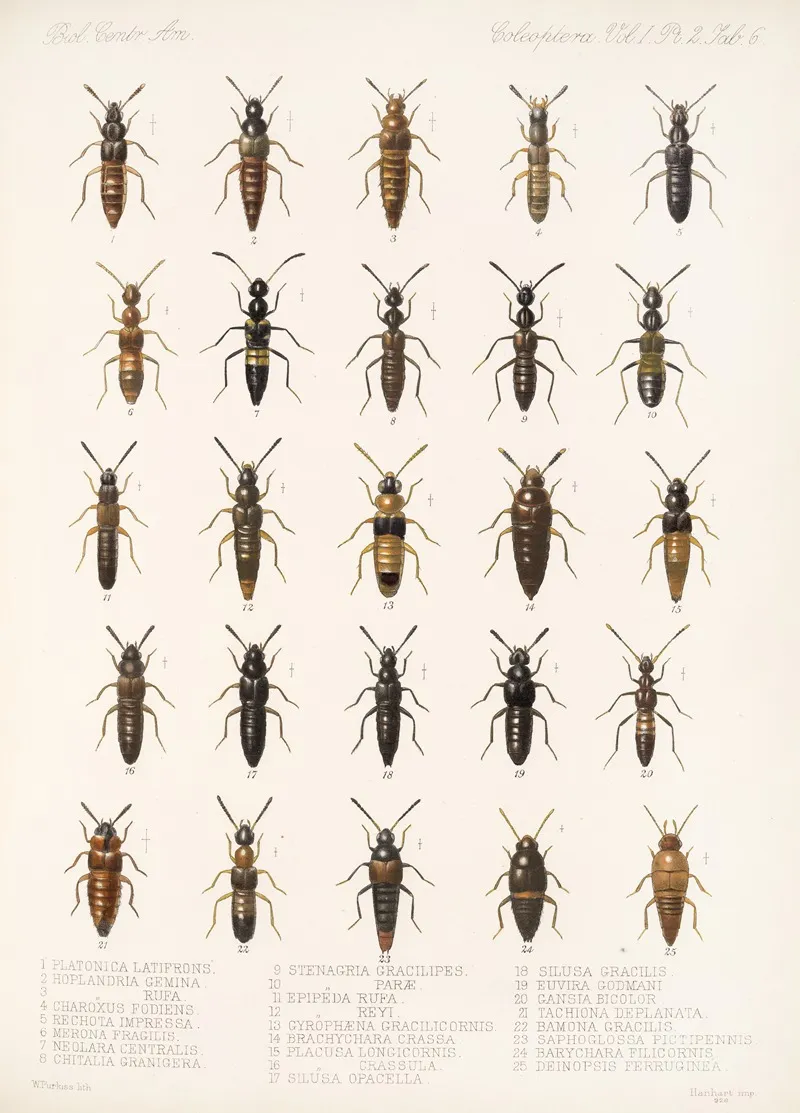 Insecta Coleoptera Pl 043 Wall Art by Frederick DuCane Godman - High-Resolution Digital Print