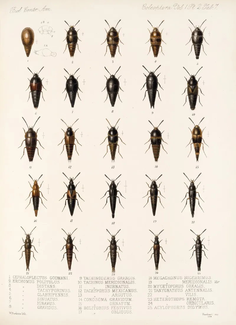 Insecta Coleoptera Pl 044 Wall Art by Frederick DuCane Godman - High-Resolution Digital Print