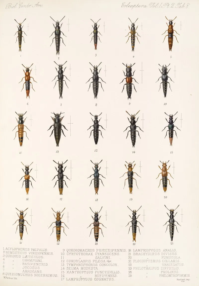 Insecta Coleoptera Pl 045 Wall Art by Frederick DuCane Godman - High-Resolution Digital Print