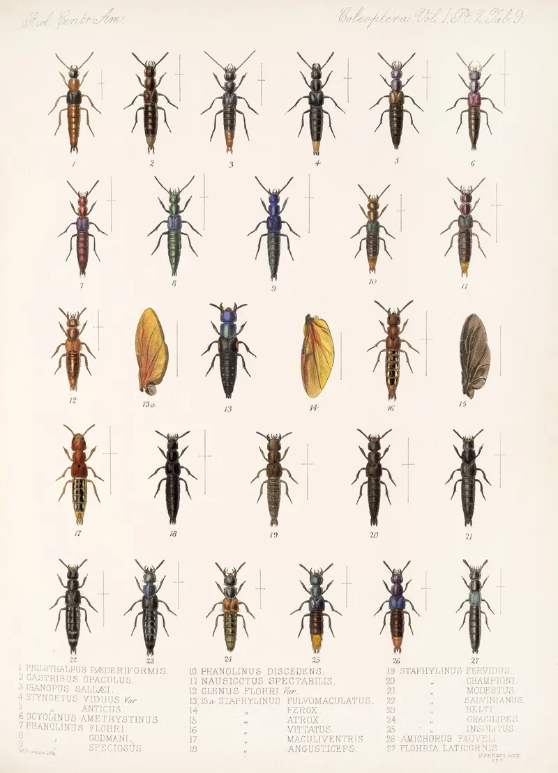 Insecta Coleoptera Pl 046 Wall Art by Frederick DuCane Godman - High-Resolution Digital Print