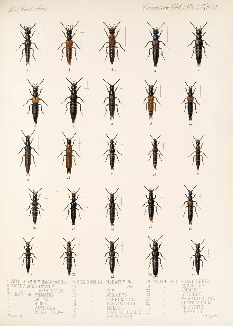 Insecta Coleoptera Pl 047 Wall Art by Frederick DuCane Godman - High-Resolution Digital Print