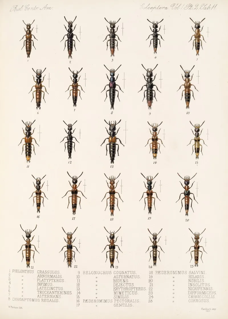 Insecta Coleoptera Pl 048 Wall Art by Frederick DuCane Godman - High-Resolution Digital Print