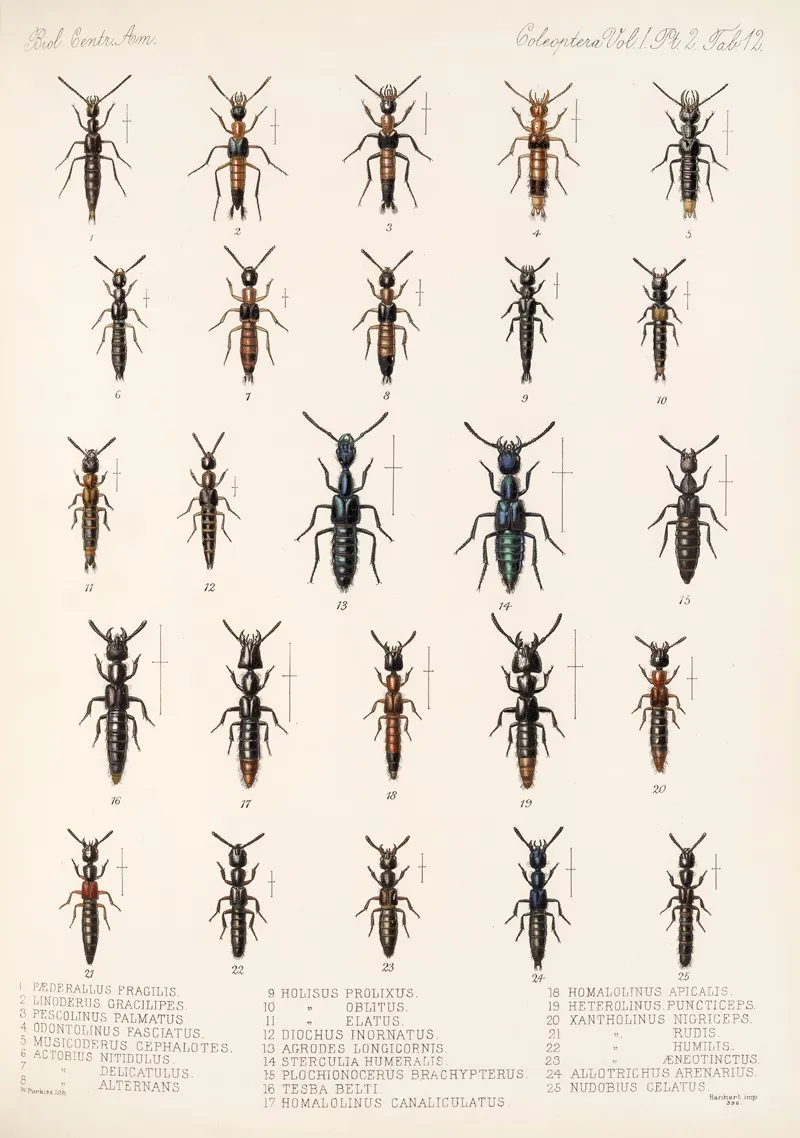 Insecta Coleoptera Pl 049 Wall Art by Frederick DuCane Godman - High-Resolution Digital Print