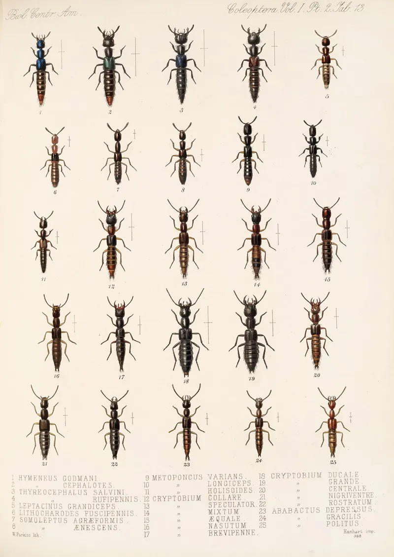 Insecta Coleoptera Pl 050 Wall Art by Frederick DuCane Godman - High-Resolution Digital Print