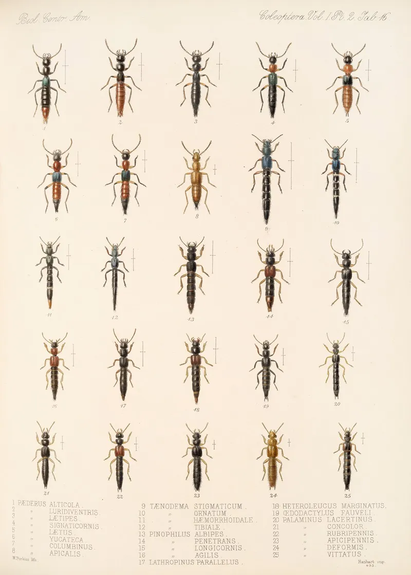 Insecta Coleoptera Pl 053 Wall Art by Frederick DuCane Godman - High-Resolution Digital Print