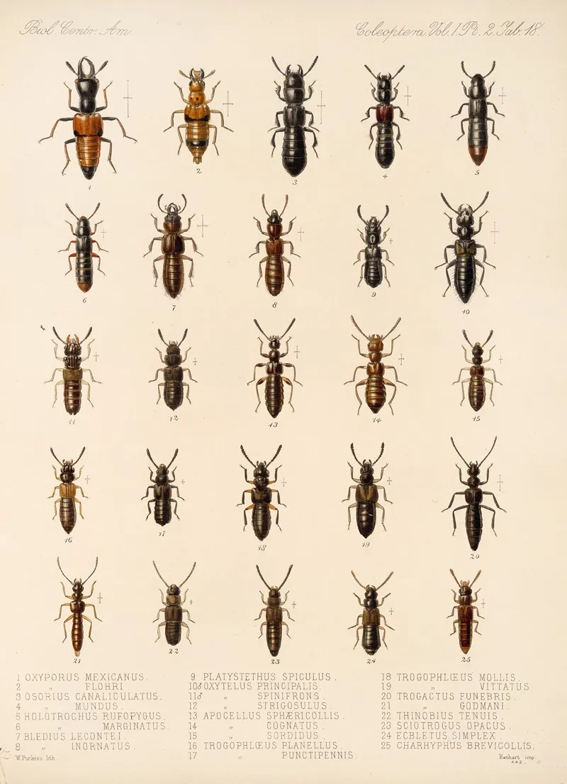 Insecta Coleoptera Pl 055 Wall Art by Frederick DuCane Godman - High-Resolution Digital Print