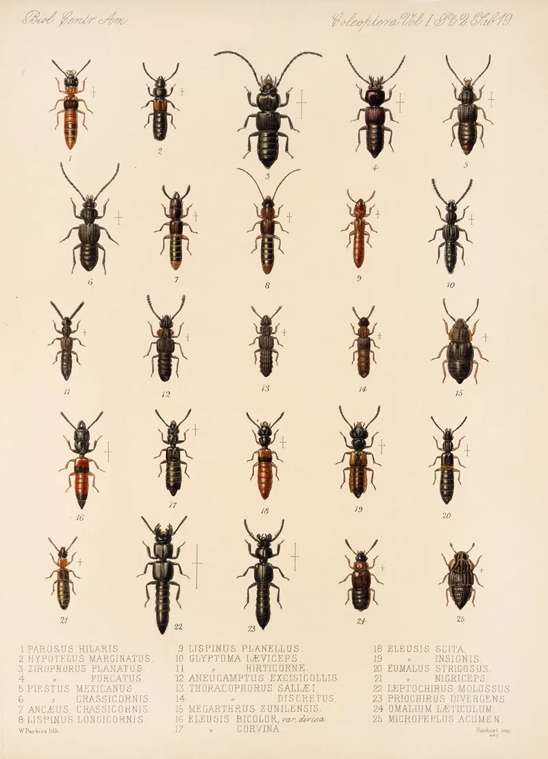 Insecta Coleoptera Pl 056 Wall Art by Frederick DuCane Godman - High-Resolution Digital Print