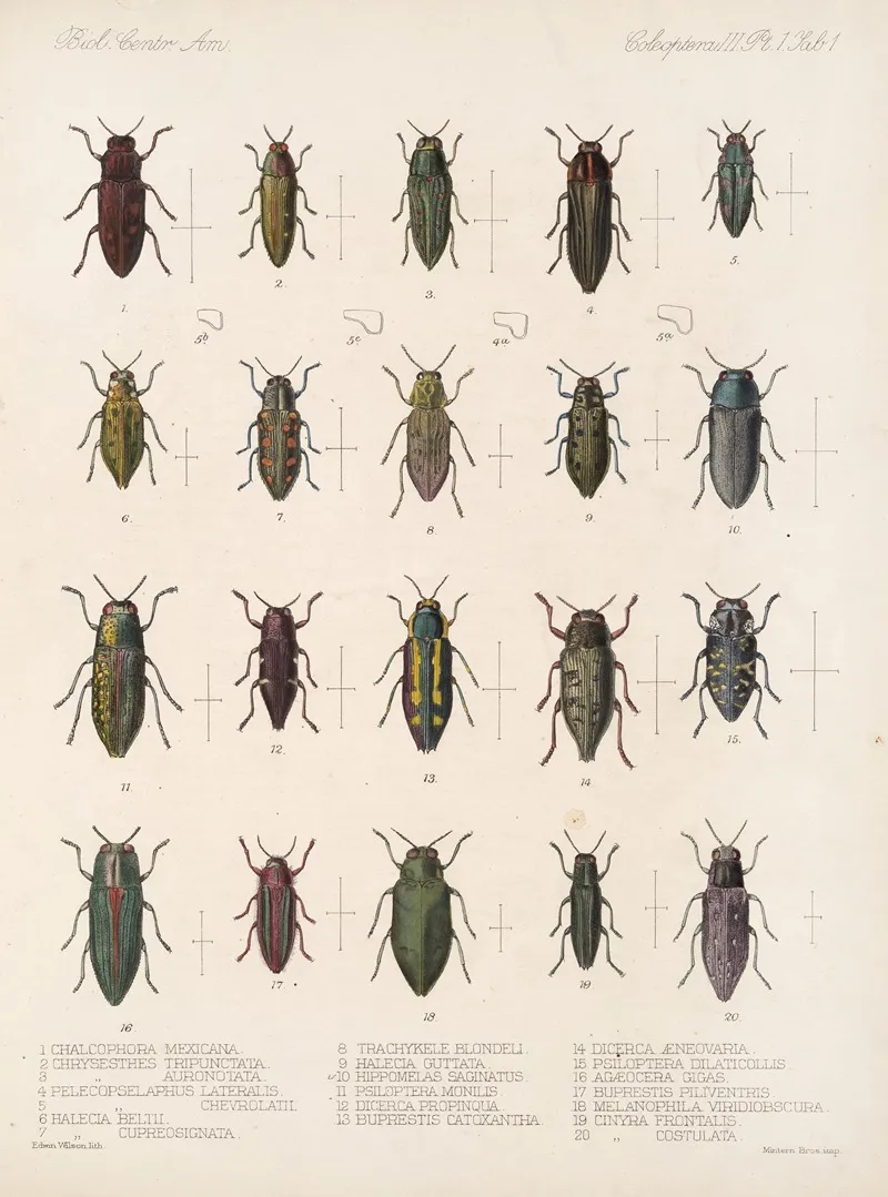 Insecta Coleoptera Pl 057 Wall Art by Frederick DuCane Godman - High-Resolution Digital Print