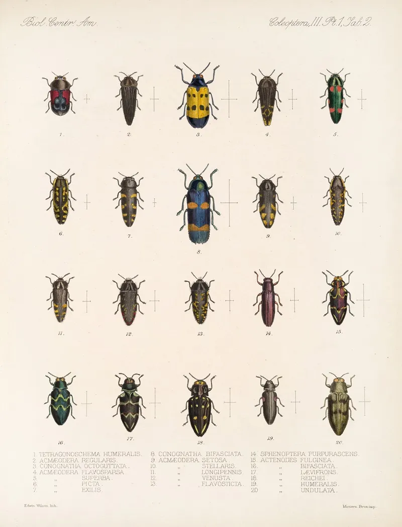 Insecta Coleoptera Pl 058 Wall Art by Frederick DuCane Godman - High-Resolution Digital Print
