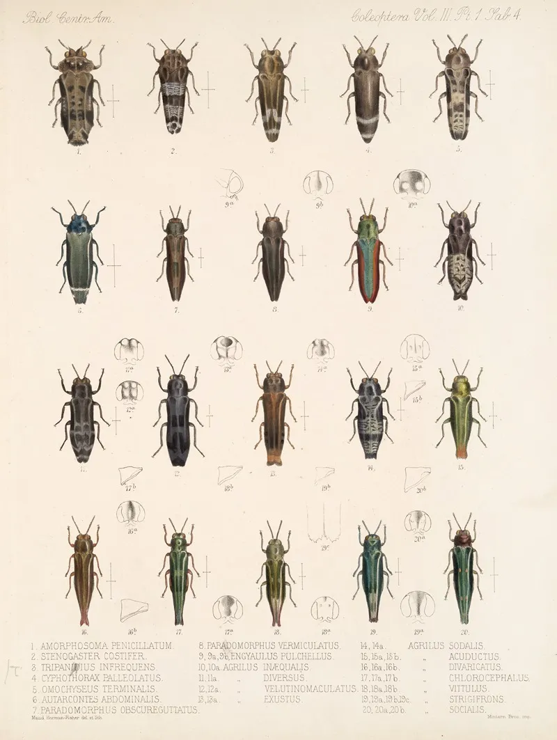 Insecta Coleoptera Pl 060 Wall Art by Frederick DuCane Godman - High-Resolution Digital Print