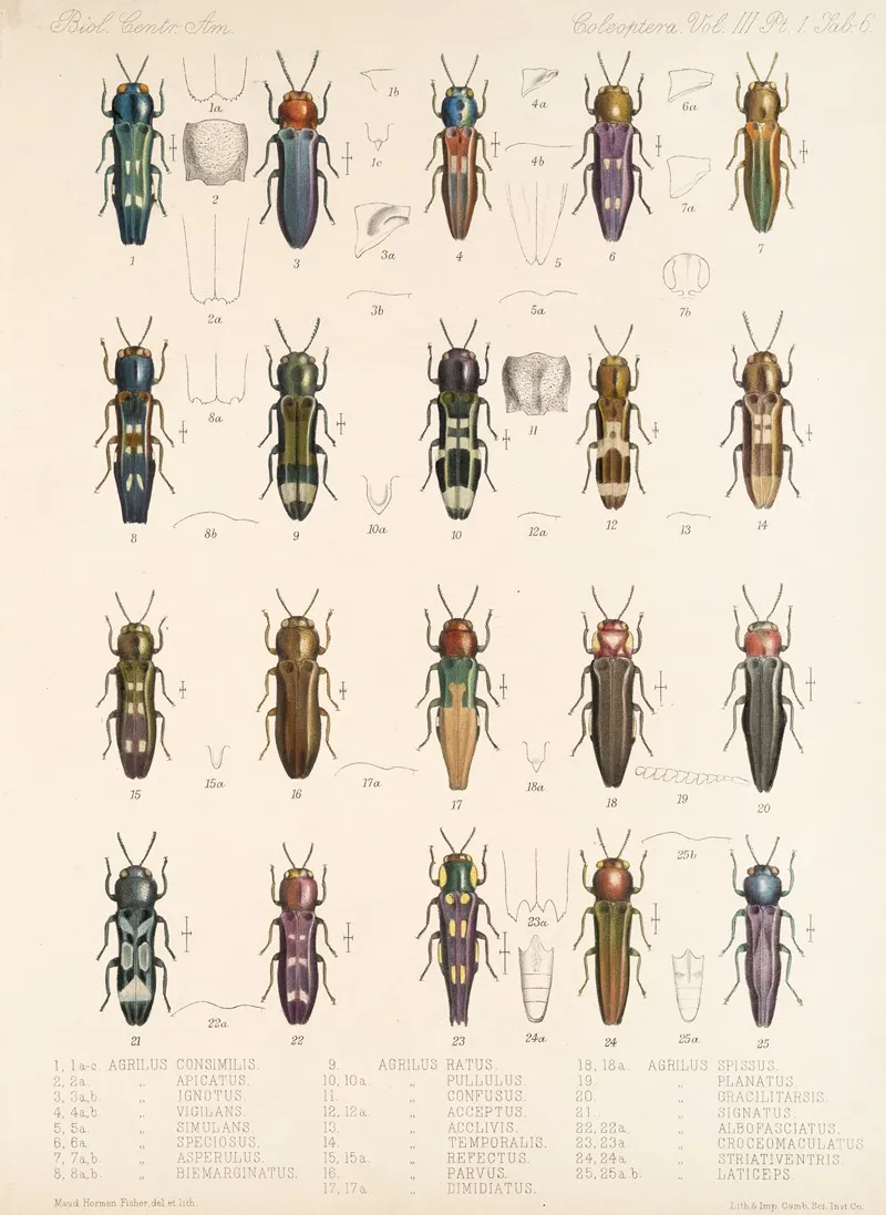Insecta Coleoptera Pl 062 Wall Art by Frederick DuCane Godman - High-Resolution Digital Print