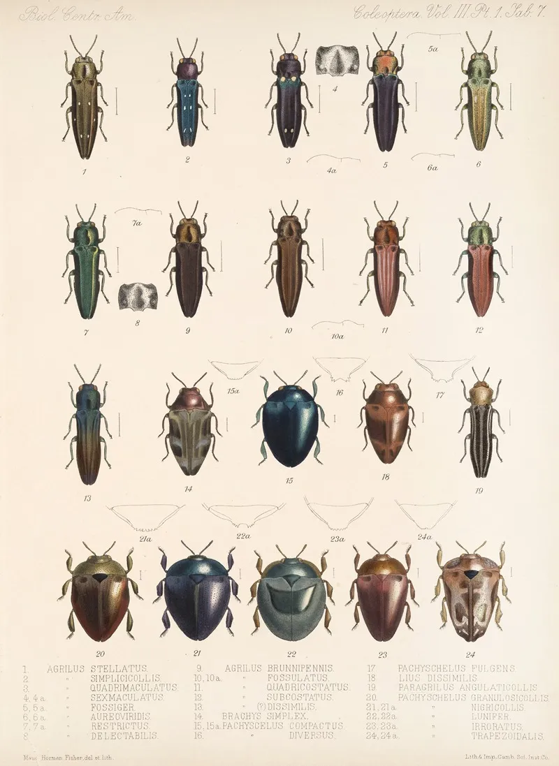 Insecta Coleoptera Pl 063 Wall Art by Frederick DuCane Godman - High-Resolution Digital Print