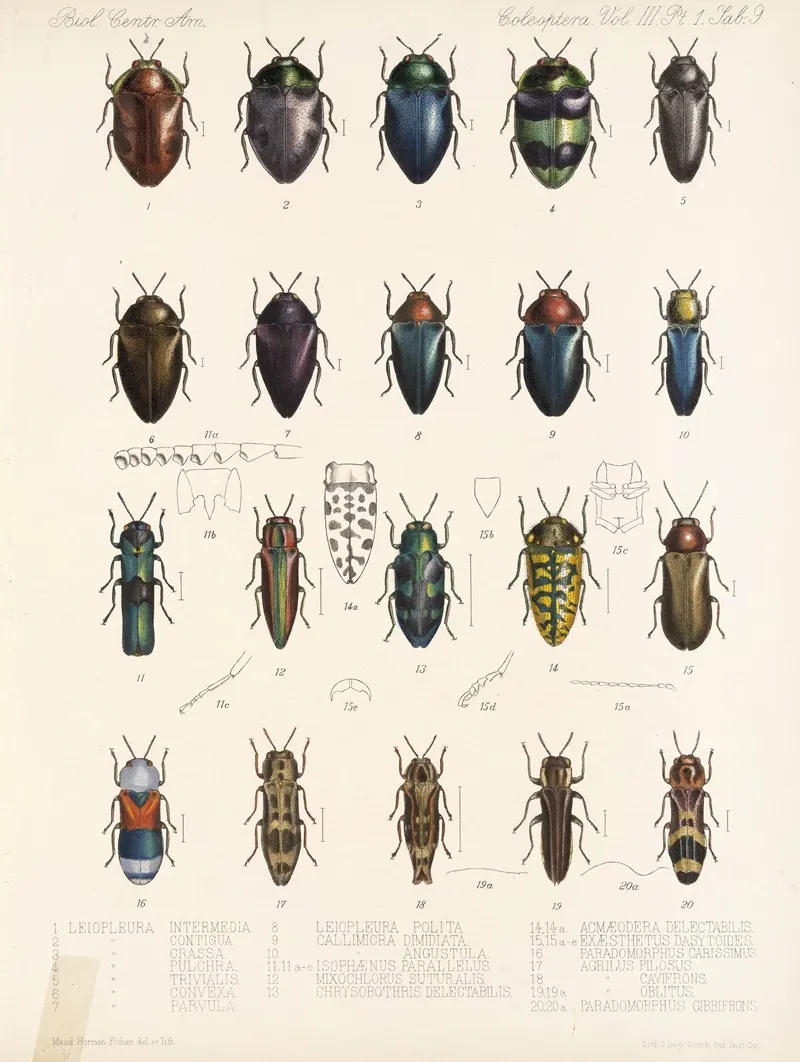 Insecta Coleoptera Pl 064 Wall Art by Frederick DuCane Godman - High-Resolution Digital Print