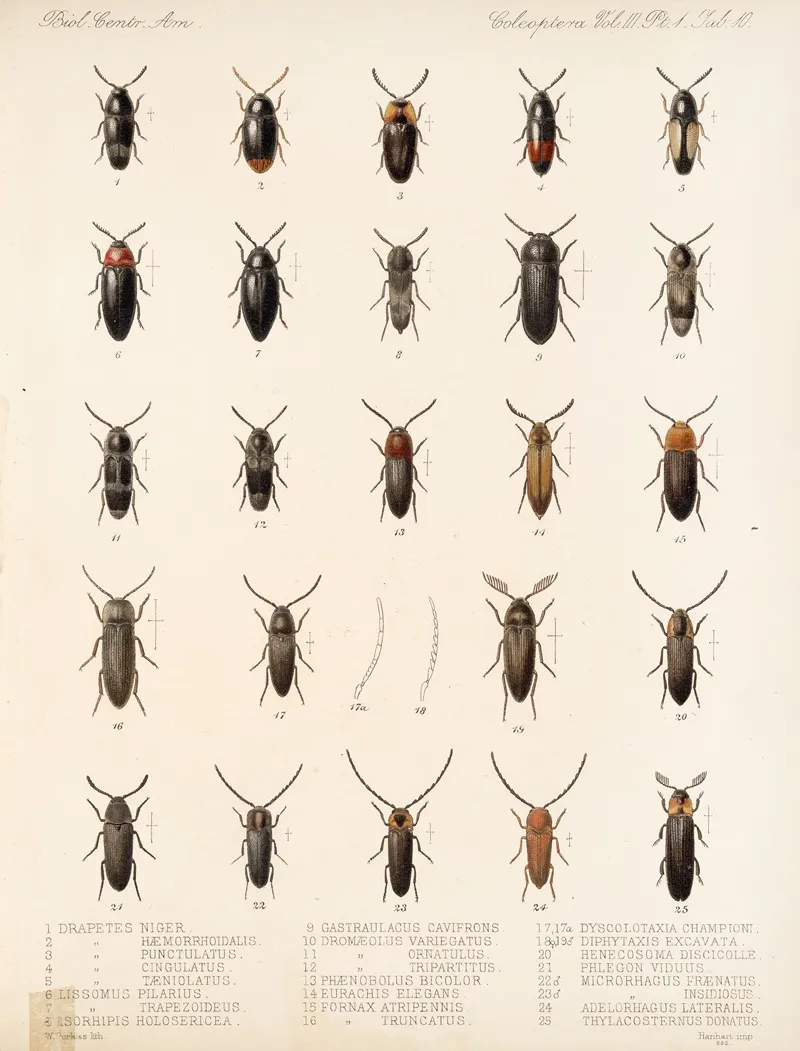 Insecta Coleoptera Pl 065 Wall Art by Frederick DuCane Godman - High-Resolution Digital Print